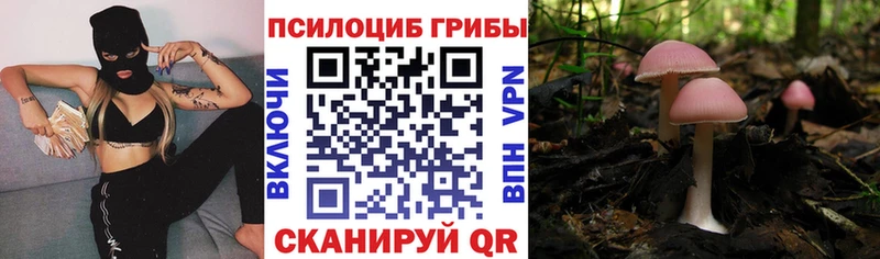 блэк спрут зеркало  Куровское  Галлюциногенные грибы Psilocybine cubensis 